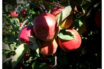 Vente d'arbres aux Jardins fruitiers de Laquenexy à partir du 15 novembre