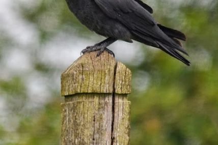 UNE ÂME QUI PART DANS SA SOUFFRANCE ÇA FAIRE RÉFLÉCHIR SUR NOTRE EXISTENCE !!!!!!!
