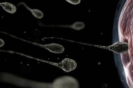 Un déficit en protéine peut expliquer certains cas d'infertilité masculine...