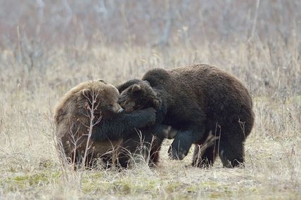 Les jeux des ours
