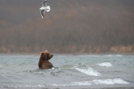 Les ours sou la pluie