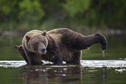 Les photographes du Lac Kourile. Sergey Ivanov