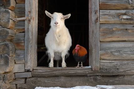 Belka i Pet'ka