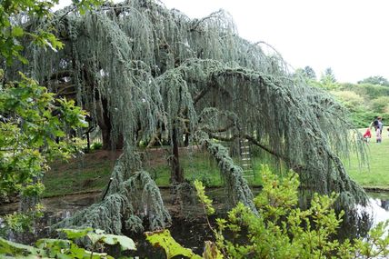 L'ARBORETUM à Châtenay-Malabry (10/08/2016)