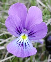 Eugène Fudez, marchand de violettes