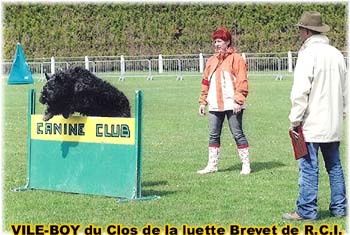CLUB BOUVIER DES FLANDRES - and Co