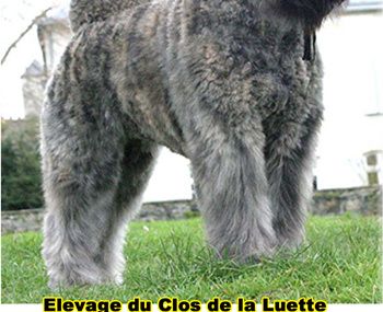 CHIOT BOUVIER DES FLANDRES du Clos de la Luette