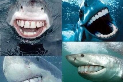 🐳🐬 .̸̷̸̸̷̷̷̸̸̸̸̙̙̙̙̙̩̙̙̩̙̙ʹ̸̸̷̕̕.̸̷̸̸̷̷̷̸̸̸̸̙̙̙̙̙̩̙̙̩̙̙ʹ̸̸̷̕̕🐳ULTRA-Bʹ̸̸̷̸̸̸̛̕̕̕̕ʹ̸̸̷̸̸̸̛̕̕̕̕🐟 ASHING! 🐬