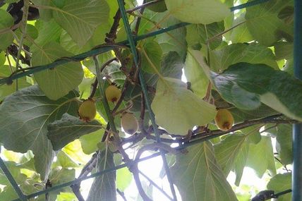 Petits Kiwis deviendrons grands !
