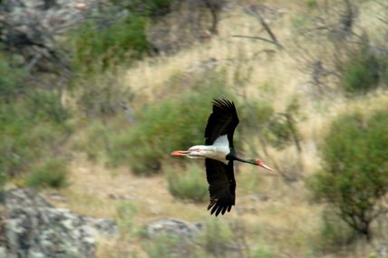 Variation spatio-temporelle du sex-ratio dans les nichées des populations de Cigogne noire Ciconia nigra en Europe