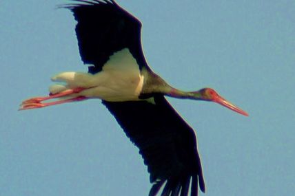 Sauterelles et Cigogne noire...