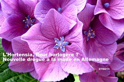 L'Hortensia, fleur horlogère ? Nouvelle drogue à la mode en Allemagne