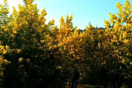 Succès du WE mimosas
