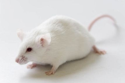 Of mice and little women