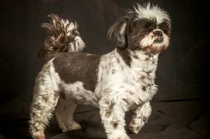 30 mars - deux chiens de la même portée en studio