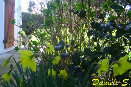 Mes premières fleurs de printemps... les jonquilles