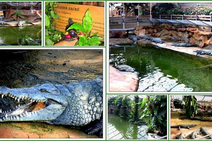 Ballade à la ferme aux crocodiles à Pierrelatte