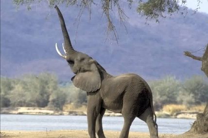 L'Eléphant Qui Voulait Etre Un Homme
