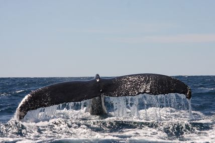 Cabo Pulmo= baleines