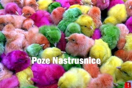 Din ouale de... Pasti...