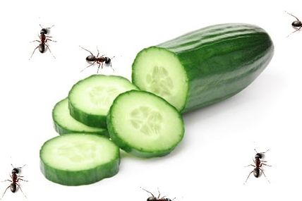 Concombre