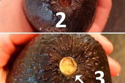 Avocat