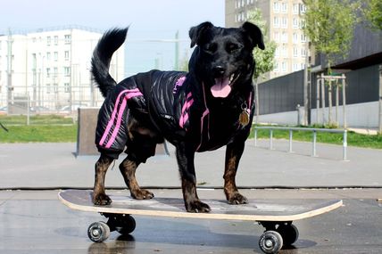 Tibou fait du skate