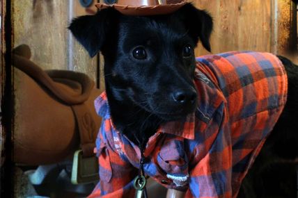 FASHION DOG the second week