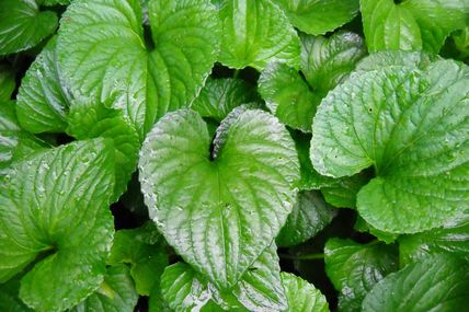Iubire verde