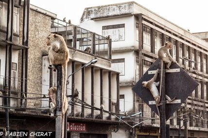 Lop Buri, des singes dans la ville.