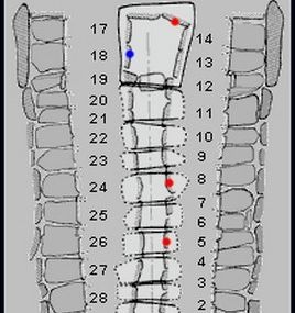 Echo-graphie du cairn de Gavrinis