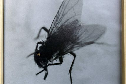Dernier jour à la Combe "Le microbe de la mouche"