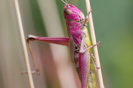 La belle rose...ou la fantaisie de la génétique