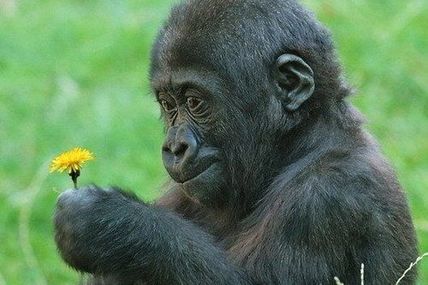 La beauté de l'innocence