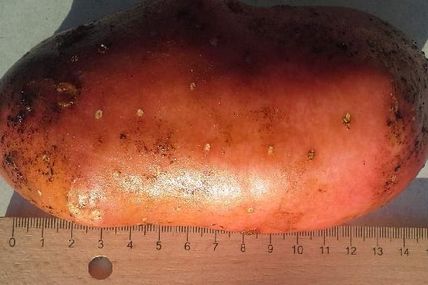Die dümmsten Bauern ernten die dicksten Kartoffeln?