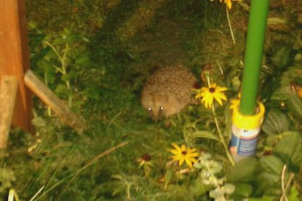 Nächtliches Geschmatze in unserem Garten
