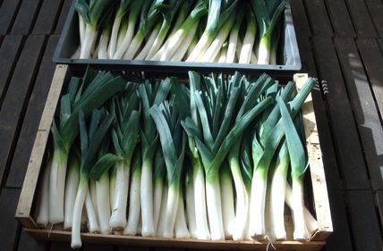 Comment réussir la culture du poireau bio