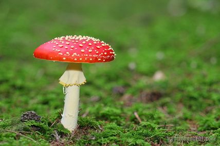 Amanite Phalloïde