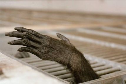 Journée d'étude sur le bien-être animal en Région de Bruxelles-Capitale : "Animaux de labo, où en est-on ?" ce 8 novembre