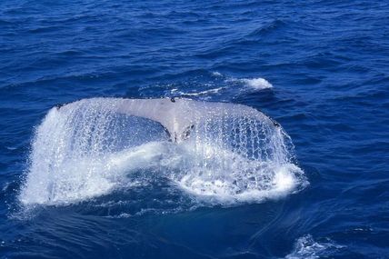 En 40 ans, la moitié des animaux sauvages a disparu