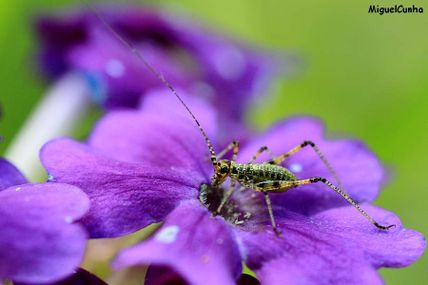 Une sauterelle très fleur bleue