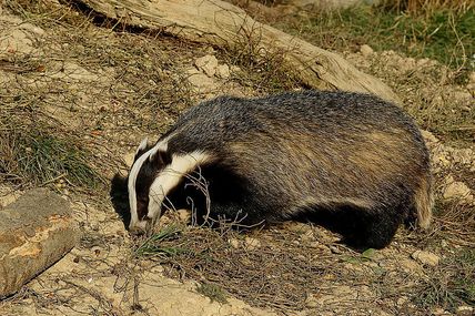 Cheminer avec les Animaux