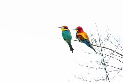 Guêpier d'Europe (Merops apiaster).