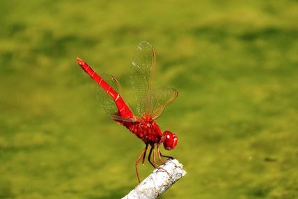 Libellule écarlate (Crocothemis erythraea) (mâle).