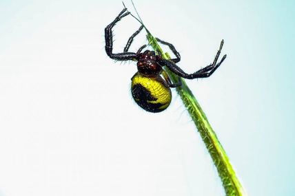 Thomise globuleuse (Synema globosum).