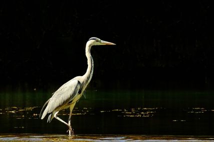 Héron cendré (Ardea cinerea).