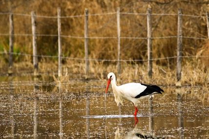 Cigogne blanche (Ciconia ciconia)