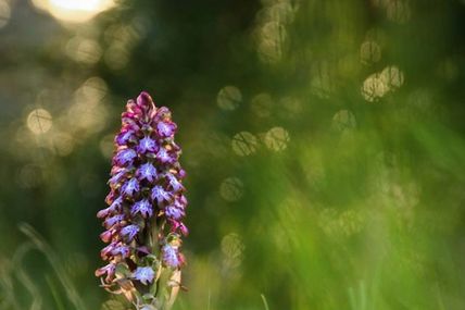 Orchis géant (Himantoglossum robertianum)