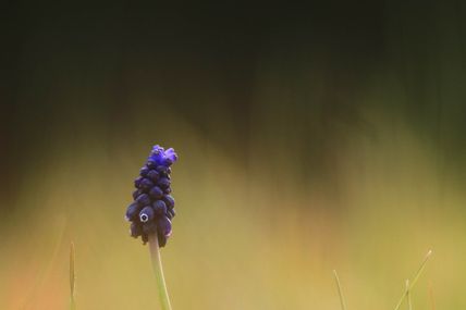 Muscari négligé (Muscari neglectum)