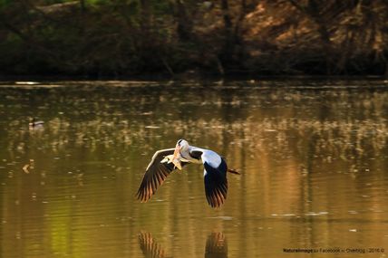 Héron cendré (Ardea cinerea)